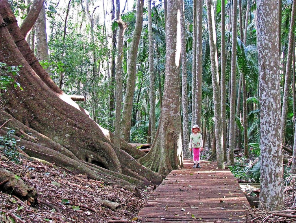 Nature lovers like The Palms National Park for its unique tropical rainforest feel. Photo Contributed